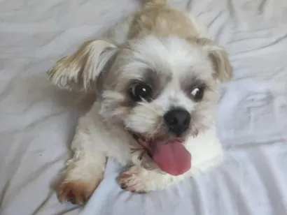Cachorro raça Lhasa Apso idade 5 anos nome Marley