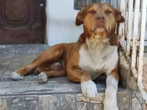 Cachorro raça SRD-ViraLata idade 6 ou mais anos nome Putim