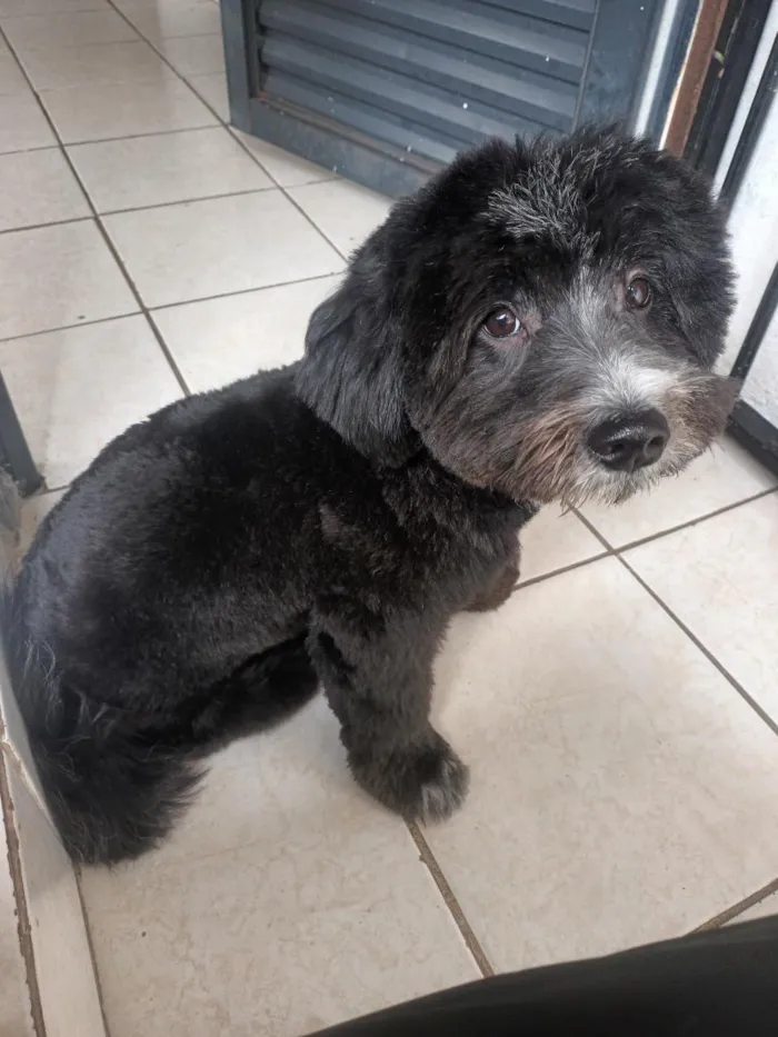 Cachorro raça SRD-ViraLata idade 1 ano nome Bow 