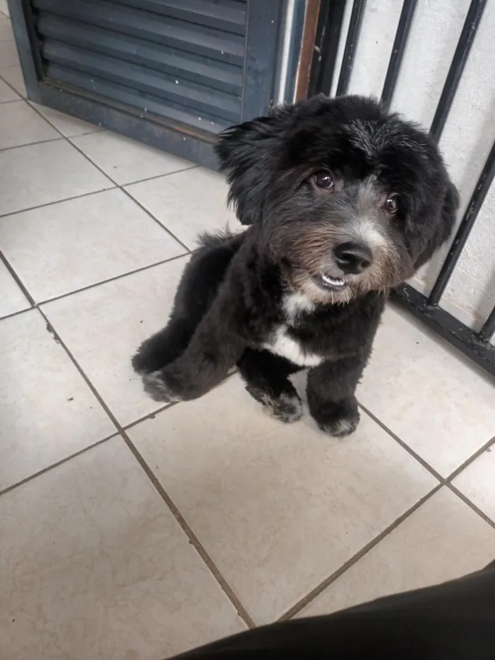 Cachorro raça SRD-ViraLata idade 1 ano nome Bow 