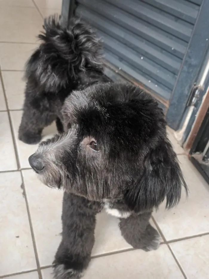 Cachorro raça SRD-ViraLata idade 1 ano nome Bow 