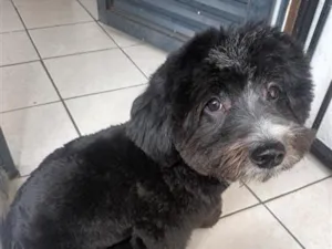 Cachorro raça SRD-ViraLata idade 1 ano nome Bow 