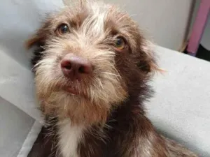 Cachorro raça SRD-ViraLata idade 1 ano nome Dora e Lilica 