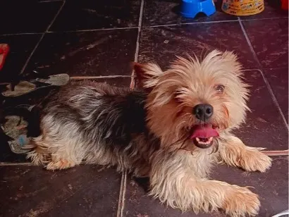 Cachorro raça SRD-ViraLata idade 4 anos nome Thor