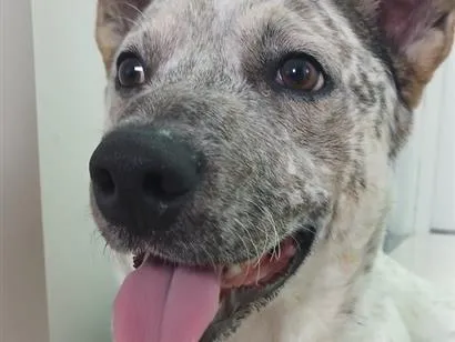 Cachorro raça SRD-ViraLata idade 1 ano nome Cris