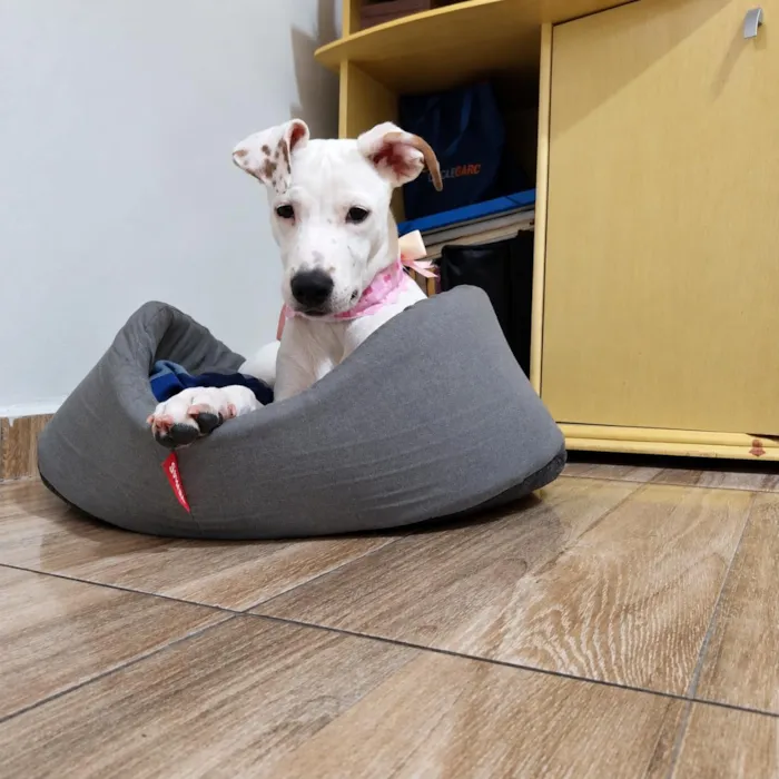 Cachorro raça SRD-ViraLata idade 2 a 6 meses nome Sol
