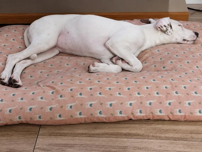 Cachorro raça SRD-ViraLata idade 2 a 6 meses nome Sol