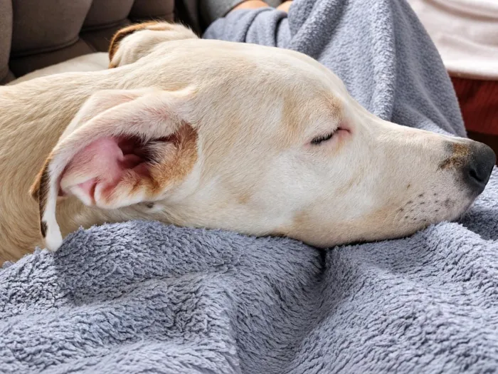 Cachorro raça SRD-ViraLata idade 2 a 6 meses nome Sol