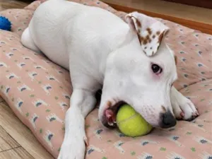 Cachorro raça SRD-ViraLata idade 2 a 6 meses nome Sol
