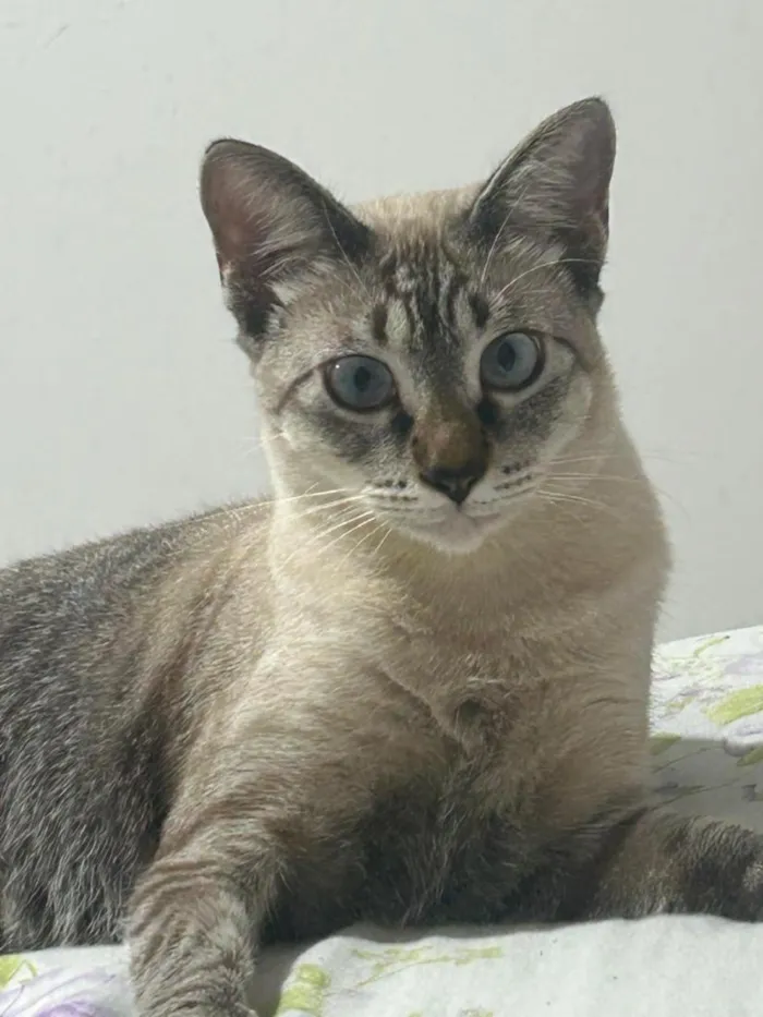 Gato raça SRD-ViraLata idade 7 a 11 meses nome Rosinha