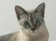Rosinha