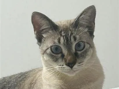 Gato raça SRD-ViraLata idade 7 a 11 meses nome Rosinha