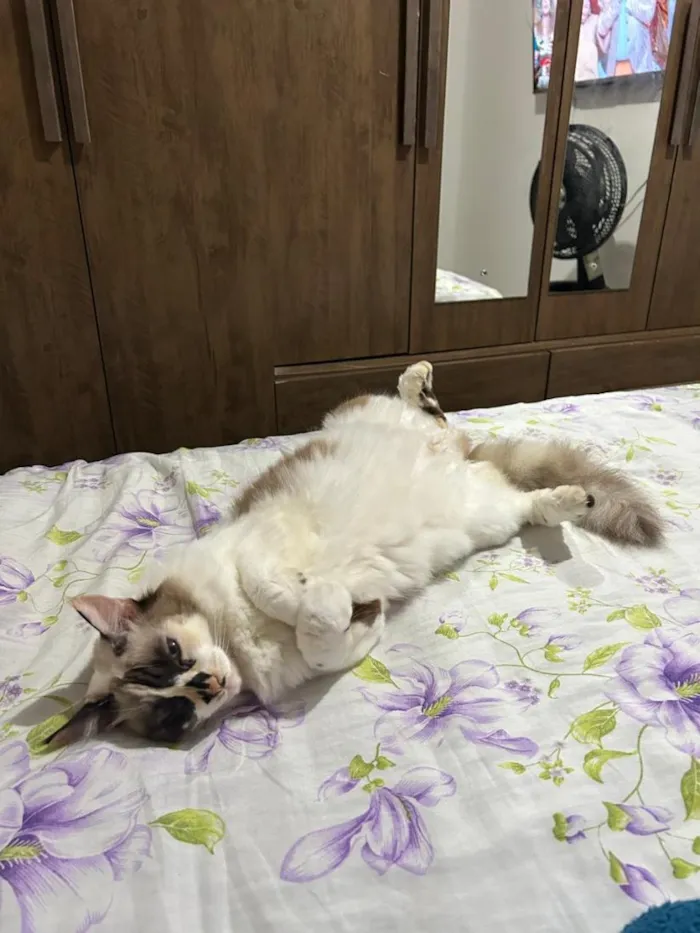 Gato raça SRD-ViraLata idade 5 anos nome Ritinha