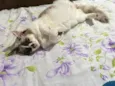 Ritinha