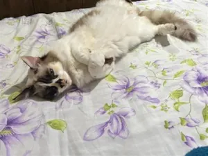 Gato raça SRD-ViraLata idade 5 anos nome Ritinha