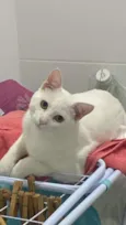 Mika
