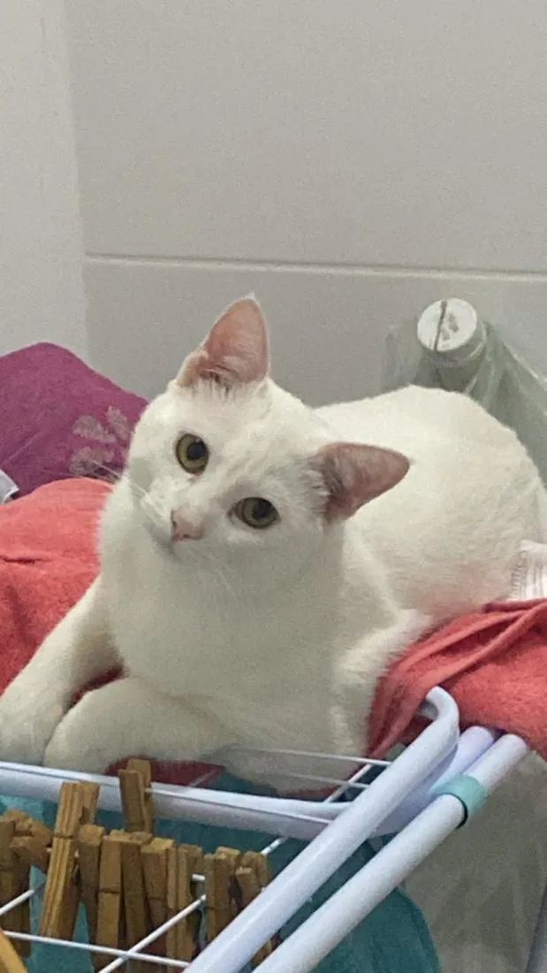 Gato raça SRD-ViraLata idade 3 anos nome Mika