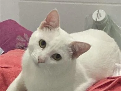 Gato raça SRD-ViraLata idade 3 anos nome Mika