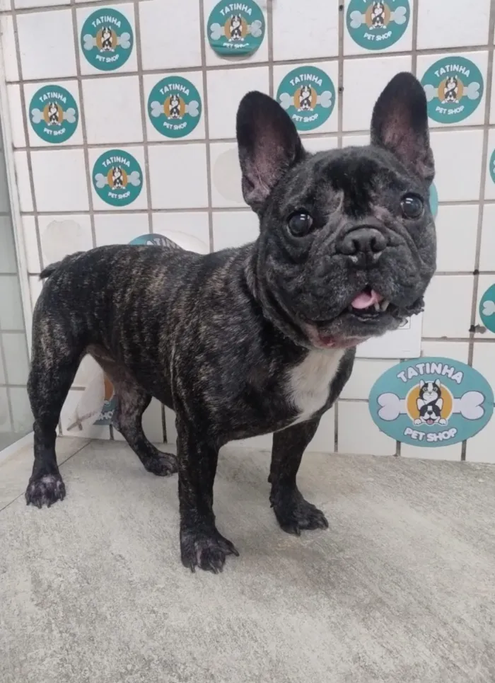 Cachorro raça Pit-Bull idade 4 anos nome Lana