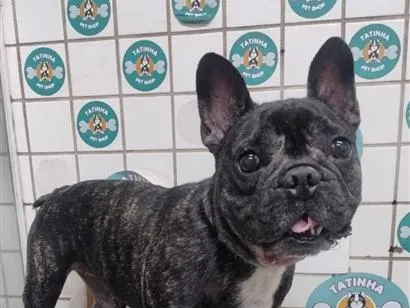 Cachorro raça Pit-Bull idade 4 anos nome Lana