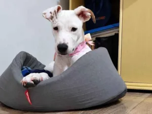 Cachorro raça SRD-ViraLata idade 2 a 6 meses nome Sol