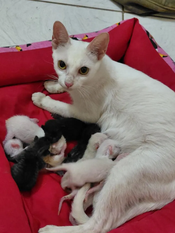 Gato raça SRD-ViraLata idade Abaixo de 2 meses nome escolha. 