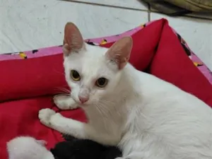 Gato raça SRD-ViraLata idade Abaixo de 2 meses nome escolha. 