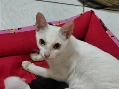 Gato raça SRD-ViraLata idade Abaixo de 2 meses nome escolha. 