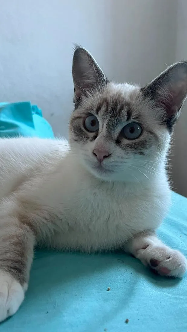 Gato raça SRD-ViraLata idade 2 a 6 meses nome Pérola