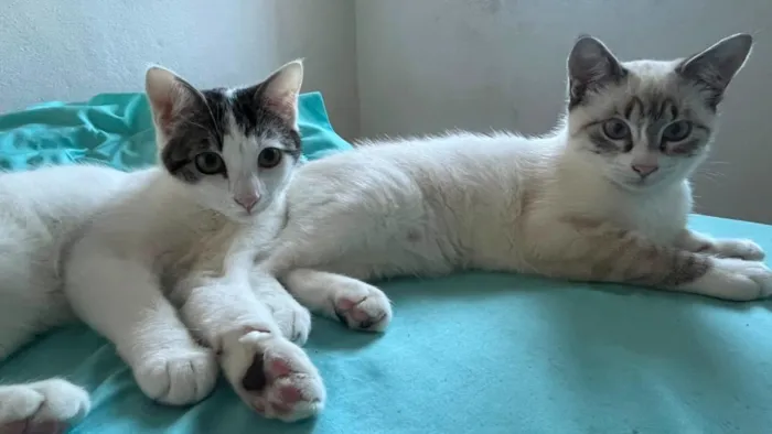 Gato raça SRD-ViraLata idade 2 a 6 meses nome Pérola