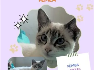 Gato raça SRD-ViraLata idade 2 a 6 meses nome Pérola
