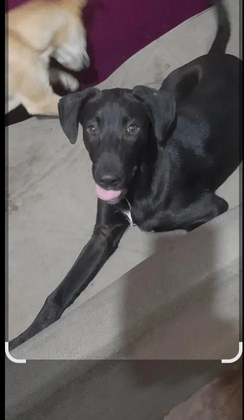 Cachorro raça SRD-ViraLata idade 2 a 6 meses nome Bob