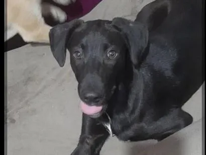 Cachorro raça SRD-ViraLata idade 2 a 6 meses nome Bob