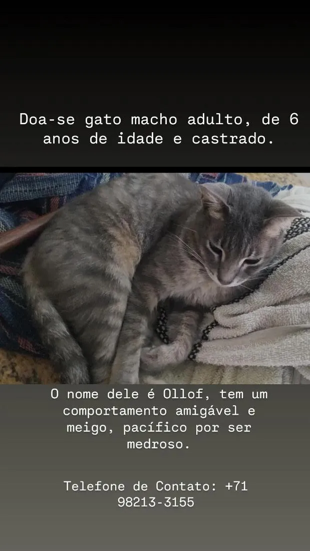 Gato raça SRD-ViraLata idade 6 ou mais anos nome Ollof