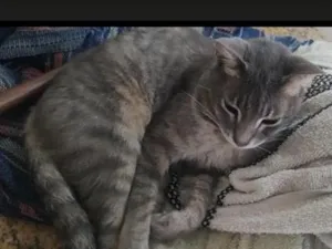 Gato raça SRD-ViraLata idade 6 ou mais anos nome Ollof