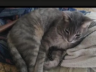 Gato raça SRD-ViraLata idade 6 ou mais anos nome Ollof