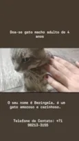 Beringela