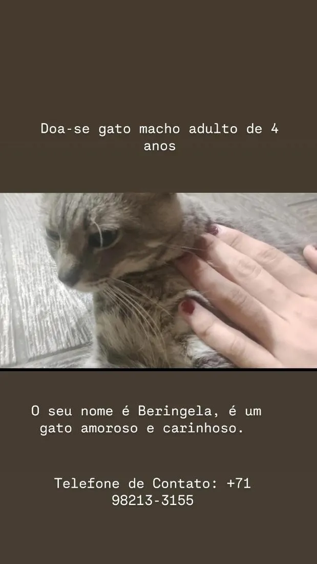 Gato raça SRD-ViraLata idade 4 anos nome Beringela