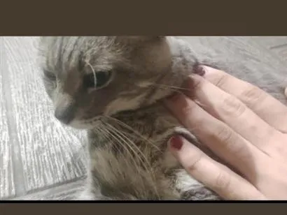 Gato raça SRD-ViraLata idade 4 anos nome Beringela