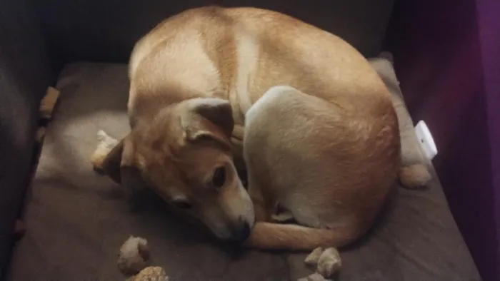 Cachorro raça SRD-ViraLata idade 2 a 6 meses nome Apolo