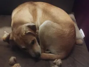Cachorro raça SRD-ViraLata idade 2 a 6 meses nome Apolo