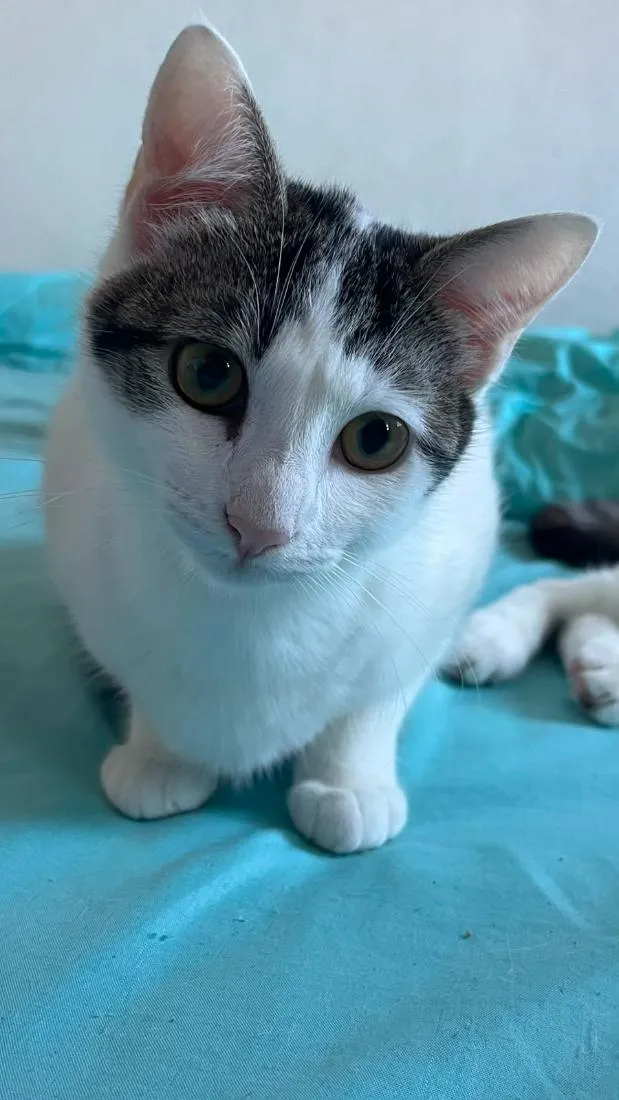 Gato raça SRD-ViraLata idade 2 a 6 meses nome Violetta