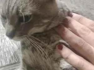Gato raça SRD-ViraLata idade 4 anos nome Beringela