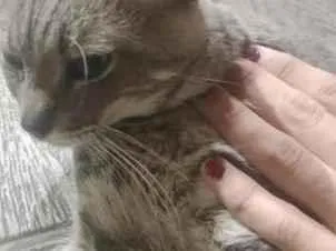 Gato raça SRD-ViraLata idade 4 anos nome Beringela
