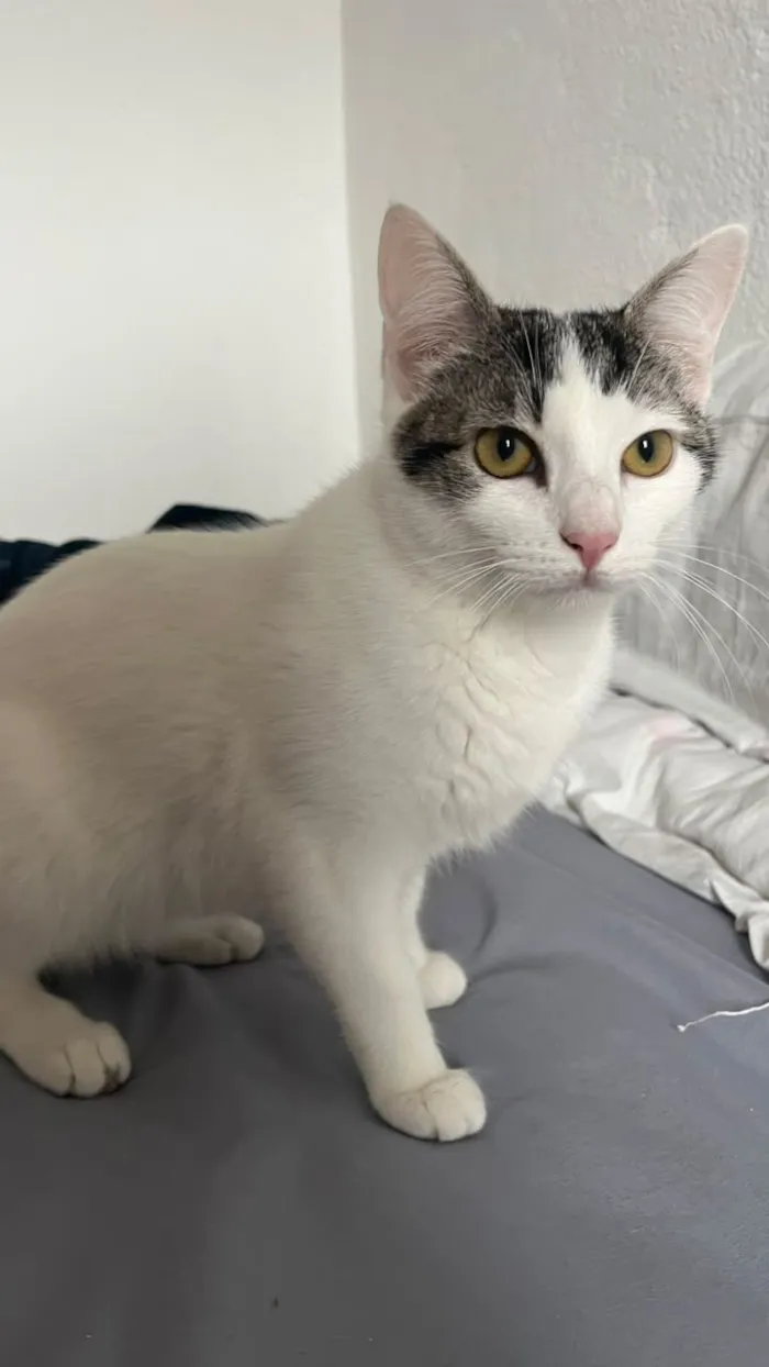 Gato raça SRD-ViraLata idade 2 a 6 meses nome Violetta