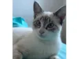 Pérola
