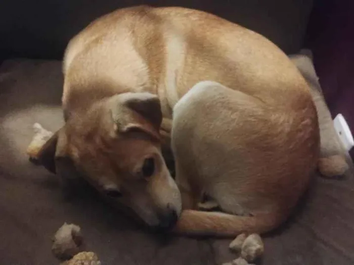Cachorro raça SRD-ViraLata idade 2 a 6 meses nome Apolo
