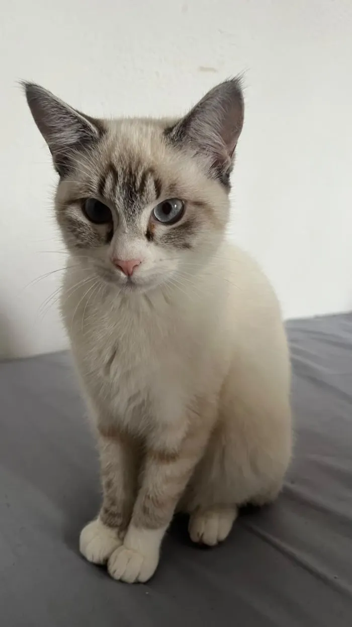 Gato raça SRD-ViraLata idade 2 a 6 meses nome Pérola