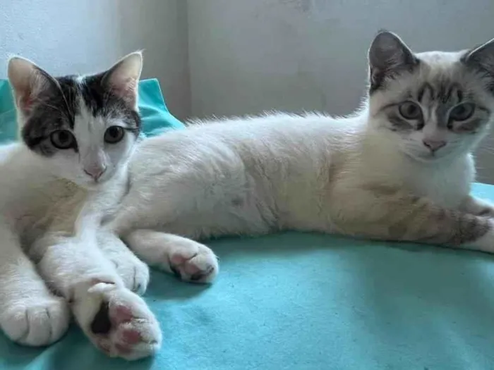 Gato raça SRD-ViraLata idade 2 a 6 meses nome Violetta