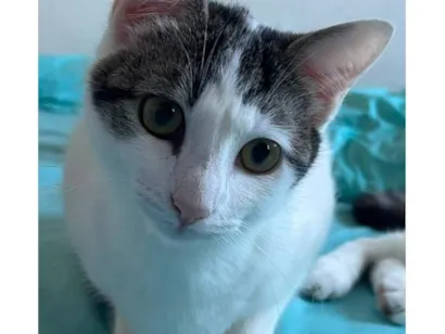 Gato raça SRD-ViraLata idade 2 a 6 meses nome Violetta